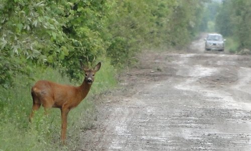 U prometu u Istri nastradali srnjak, zec i lisica; pripazite na divljač na cesti, pogotovo u večernjim i jutarnjim satima