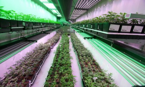 BAT kupuje udio u kanadskom proizvođaču kanabisa