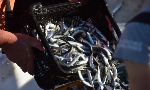 Britanija dogovorila kvote za izlov ribe s EU-om i Norveškom