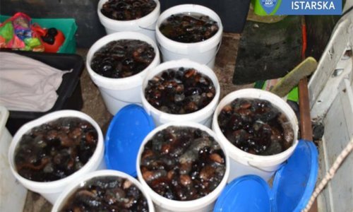 Policija na molu u Rovinju zatekla dvojicu s gotovo 160 kilograma morskih krastavaca; zaradili su kaznene prijave