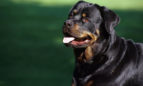 Slovenija: Rotvajler do smrti izgrizao osmogodišnju djevojčicu