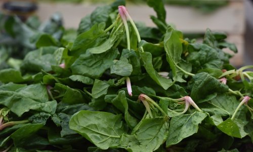 Povlači se Freshona usitnjeni špinat