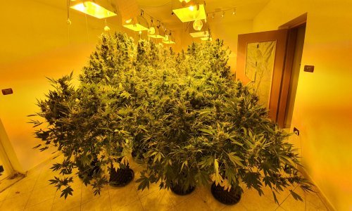 Opatijska policija se pohvalila impresivnim ulovom; muškarcu u kući pronašli improvizirani laboratorij i više od 16 kilograma marihuane