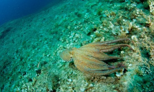[VIDEO] Geologa na plaži u Australiji napala 'ljutita hobotnica': Bio sam šokiran i zbunjen