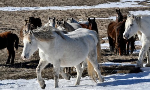 Pokušali ukrasti više od 40 divljih konja nadomak Mostara
