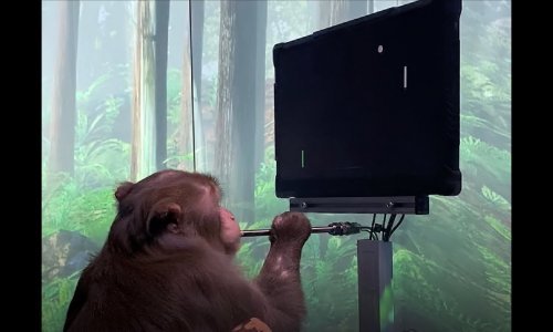 [VIDEO] Musk se pohvalio: Majmun igra Pong pomoću uma