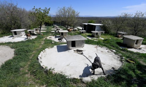 [FOTO] Inspekcijski nadzor na uzgajalištu pasa zadarskoga dilera: 'Zanemarivani su, vrlo su agresivni i nisu cijepljeni...'