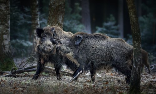Lovio divlje svinje pod okriljem noći, ulovili ga policajci