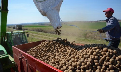 Domaći proizvođači upozoravaju: Trgovine su pune lažnog mladog krumpira