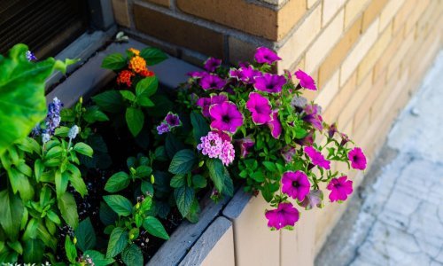 Ljepota malih vrtova: Najbolji savjeti za uzgoj cvijeća na prozoru