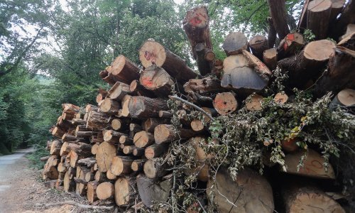 UGP tvrdi da Hrvatske šume uništavaju Požgaj Grupu