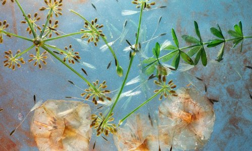 U Galeriji Kranjčar 'Floating garden' Maje Strgar Kurečić