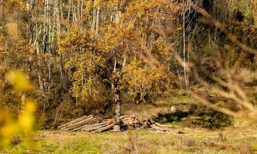 Tragedija kod Garešnice: Zaposlenika Hrvatskih šuma poklopila krošnja hrasta; na mjestu je preminuo