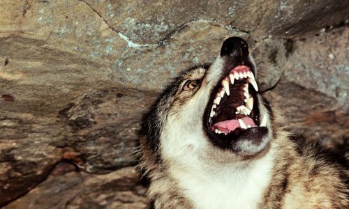 Policija istražuje slučaj obješene lešine vuka na ulazu u Gračac