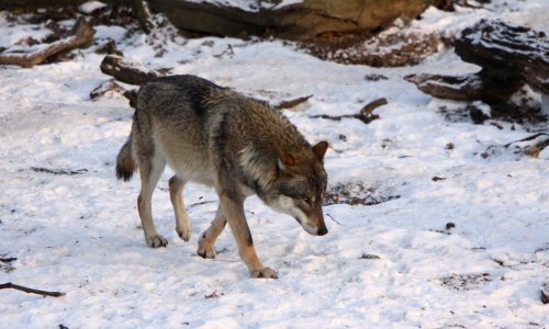 Ministarstvo: Vuk je zaštićen, ne dirajte ga! Stočari: Na štetu naše stoke
