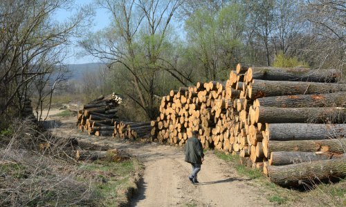 Hrvatske šume: Obročna otplata kupcima koji su pretrpjeli štetu zbog 'više sile'