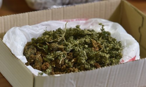 Dileru zatečenom s 12,8 kilograma marihuane određen istražni zatvor