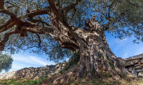 Policija pronašla i kradljivca i višegodišnje masline koje je ukrao; vraćene su vlasniku, a muškarac je završio u pritvoru