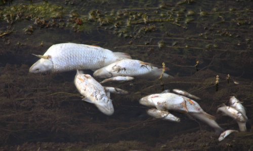 Pomor ribe na Županjskim virovima