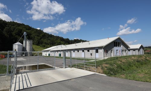 Za gradnju reprocentara u svinjogojstvu prijavljeno 410 milijuna kuna vrijednih projekata