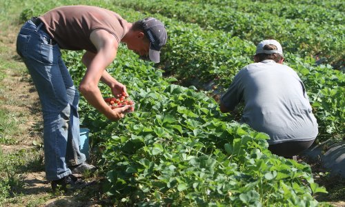 Pandemija razotkrila loš položaj sezonskih radnika u Njemačkoj: Nemaju zdrastveno osiguranje, žive u katastrofalnim higijenskim uvjetima i ubijaju se od posla