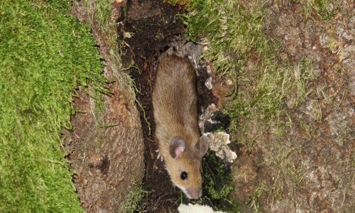 U Gorskom kotaru oko 40 slučajeva mišje groznice, hospitaliziran manji dio zaraženih