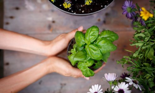Začin koji obožavamo: Kako uzgojiti mirisni bosiljak i u kojim jelima ga koristiti