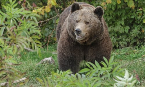 Nakon 100 godina u Zagorju se ukazao medvjed? Udario ga auto, ali još luta uz slovensku granicu