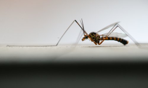 Slavonci će se među prvima na svijetu komaraca rješavati revolucionarnom metodom