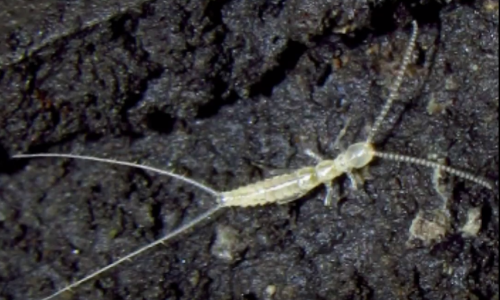 Važno znanstveno otkriće: U Hrvatskoj pronađene dvije nove vrste kukaca