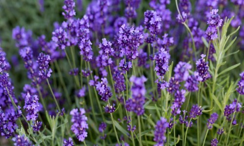 Lavanda očarava mirisom i izgledom, a bogato i dugo cvate: Ovo su korisni savjeti za njezin uzgoj