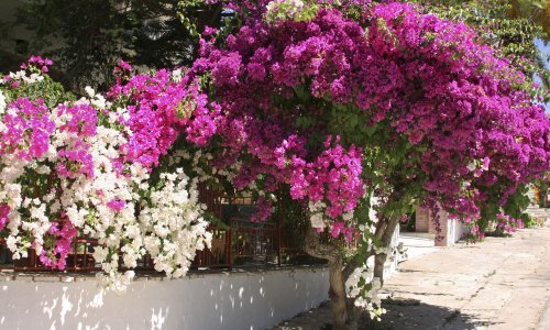 Kraljica mediteranskih vrtova: Predivnu bugenviliju vrlo je lako posaditi i uzgajati, a u njenoj raskošnoj ljepoti uživat ćete sve do jeseni