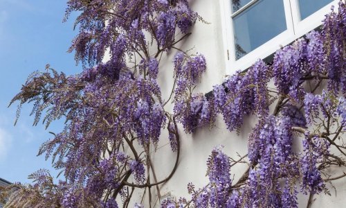 Kada cvate, izgleda bajkovito: Sve što morate znati o sadnji i njezi raskošne glicinije