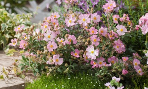 Posadite ih i samo gledajte kako rastu: Pet biljaka koje obožavaju sunce i ne zahtijevaju često zalijevanje