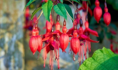 Vrtna ljepotica: Ovaj cvijet oduševljava bojama i oblikom, a vrlo je jednostavan za uzgoj