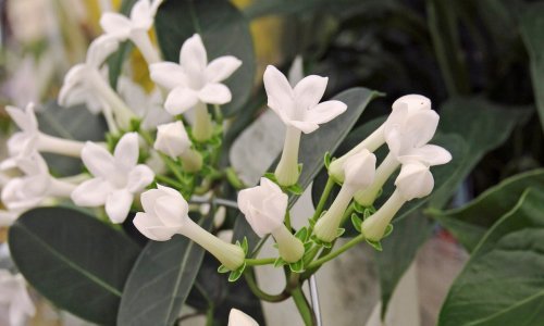 Omiljeni ukras brojnih vrtova: Relativno je nezahtjevan, prekrasnog izgleda, a još ljepšeg mirisa