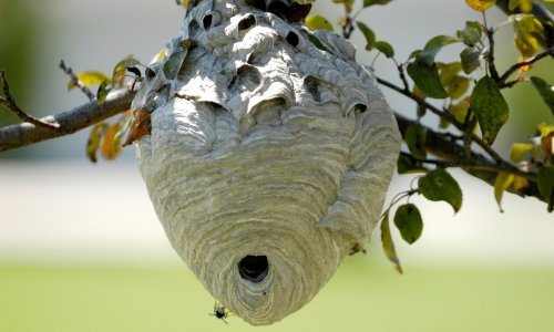 Tragedija kod Varaždina ponovno pokrenula temu stršljenova: Stručnjaci pojasnili koliko su zapravo opasni, kako se ponašati u njihovoj blizini i što napraviti ako primijetite leglo