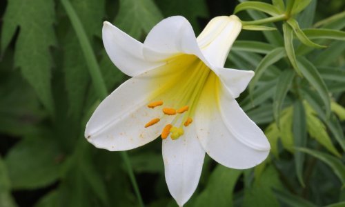 Ovaj cvijet očaravajućeg mirisa ne treba mnogo pažnje, a prekrasan je ukras svakog vrta