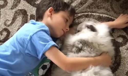 Ogromni mačak spreman je za zagrljaj