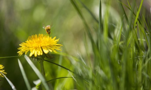 Danas je svjetski dan pčela, evo zašto ga se u Sloveniji posebno slavi