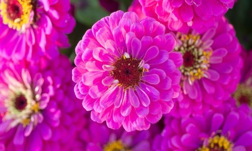 Vatromet boja u vrtu: Jedan su od najlakših cvjetova za uzgoj jer rastu nevjerojatnom brzinom, a još brže cvatu