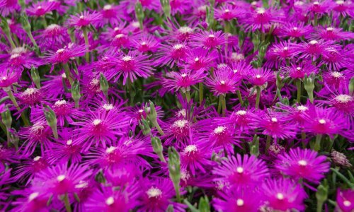 Idealna biljka za svaki vrt: Ne smeta joj loša zemlja, cvjeta od proljeća do jeseni i traži minimalno vode