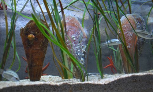 Austrijska tvrtka postala 'pokrovitelj' periski u pulskom Aquariumu