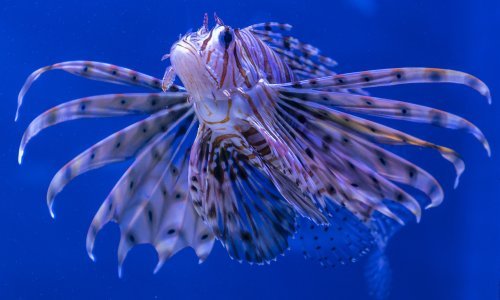 Stručnjaci zabrinuti: U Jadranu otkriven predator s otrovnim bodljama koji uništava sve pred sobom