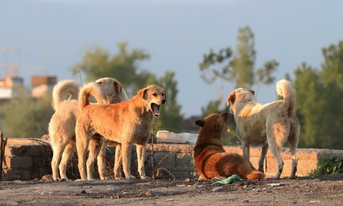 Psi brzo i pouzdano otkrivaju covid-19 i u asimptomatskim slučajevima