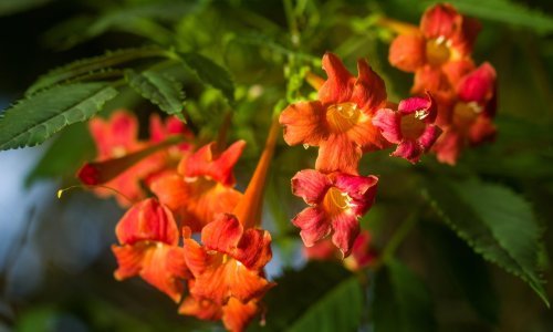 Ova nevjerojatna penjačica zahtijeva vrlo malo brige: Posadite je i samo redovito orezujte jer raste impresivnom brzinom