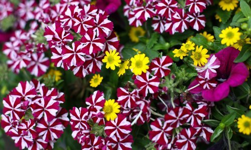 Zagrepčani će ipak uživati u cvijeću: Floraart dobio novi termin od 1. do 6. lipnja