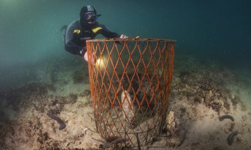 Kod Lastova pronađena nova živa jedinka periske u južnom Jadranu