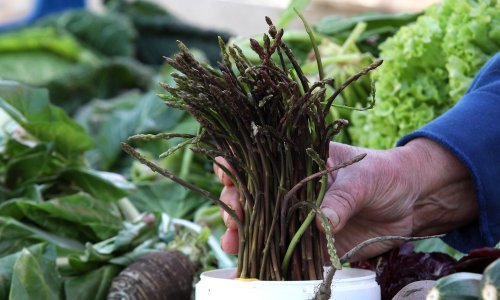 Lopovi 'pobrali' 300 kilograma šparoga, šteta 3000 eura