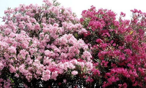 Ova otporna biljka raskošnih cvjetova ukras je svakog vrta, no ima i svoju mračnu stranu